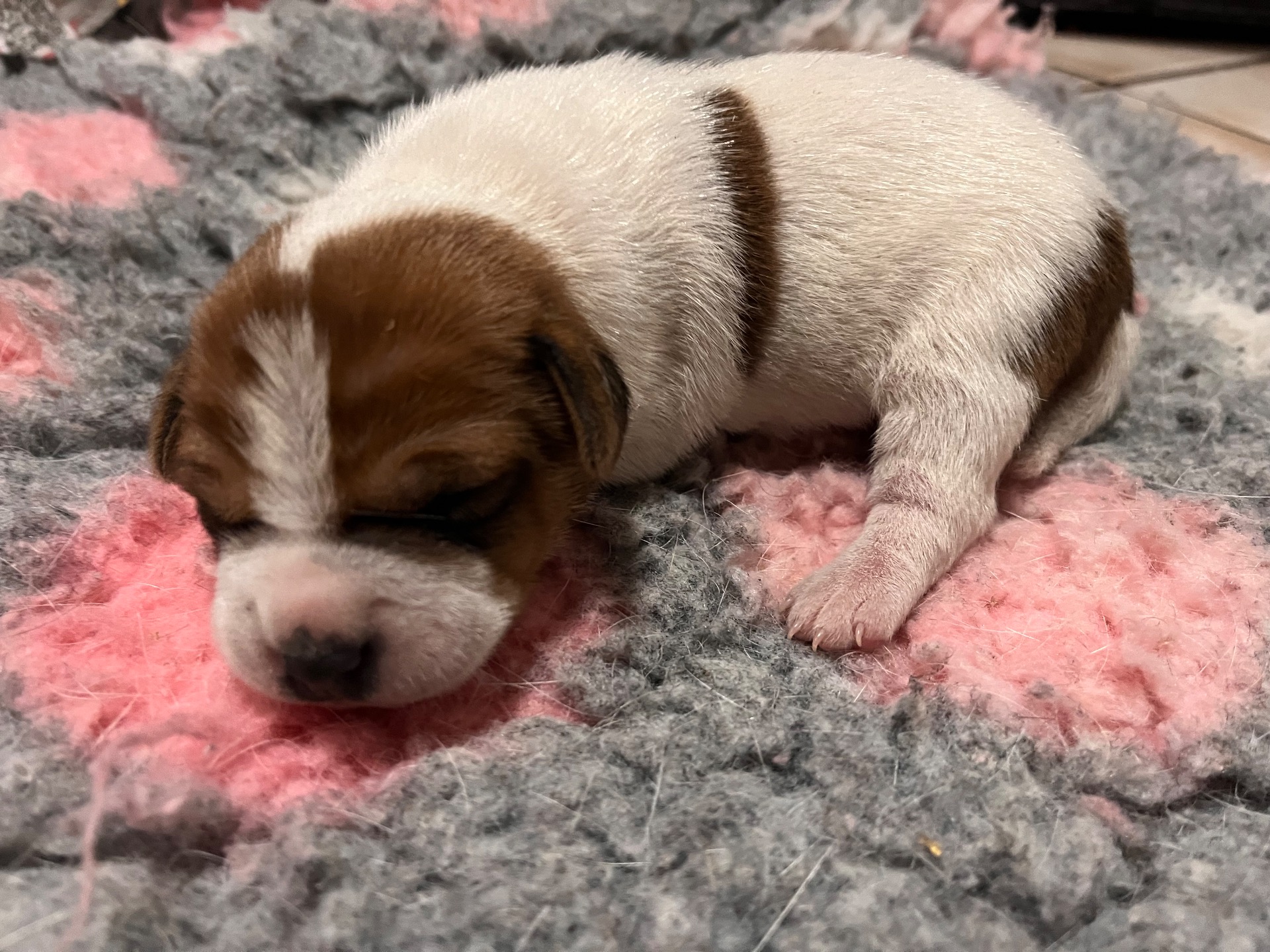 Dandinas Real Princess 1 viikkoa