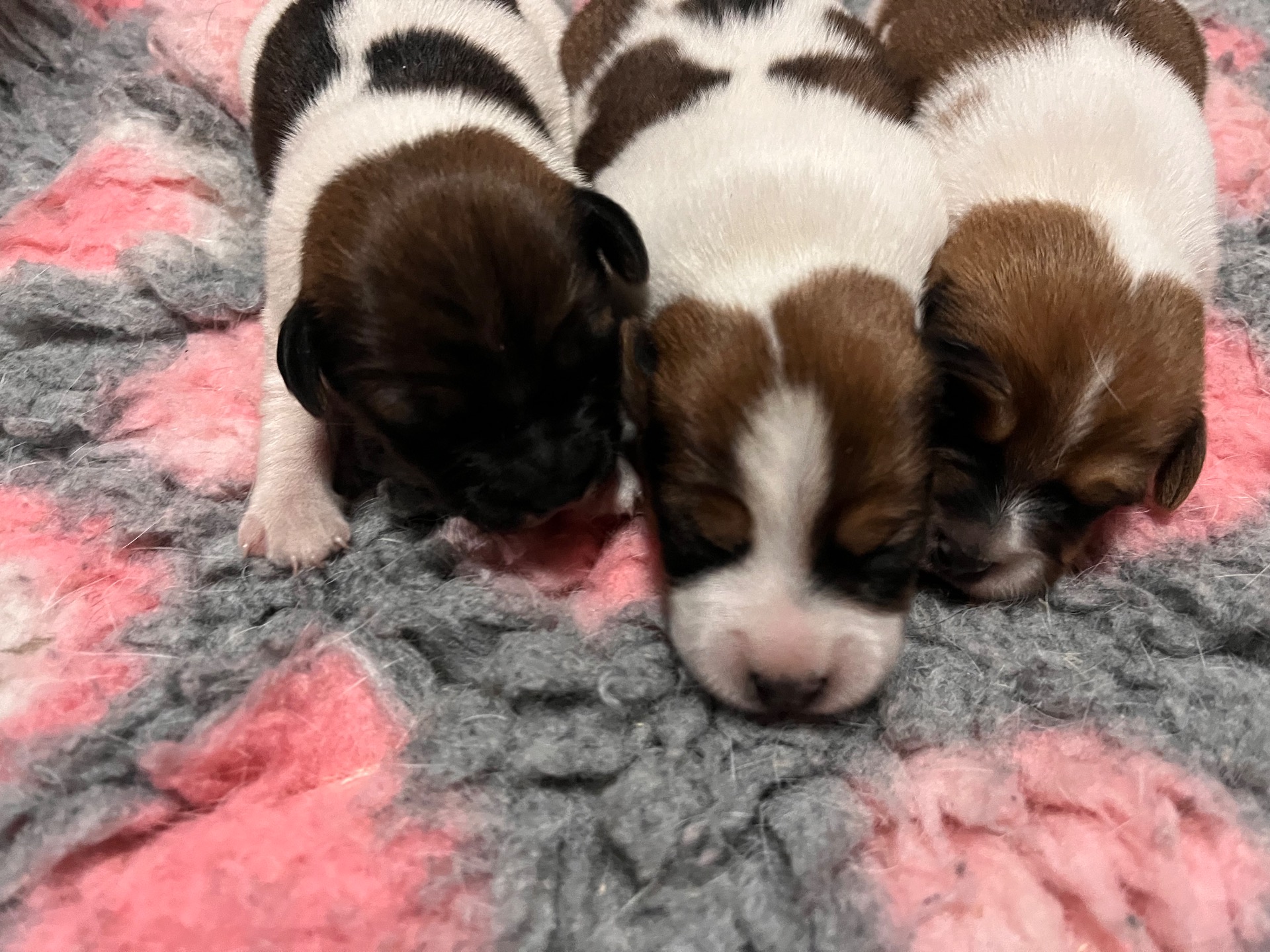 Pojat Dandinas Ready To Rumble, Ready to Rock ja Ready set go 1 viikkoa