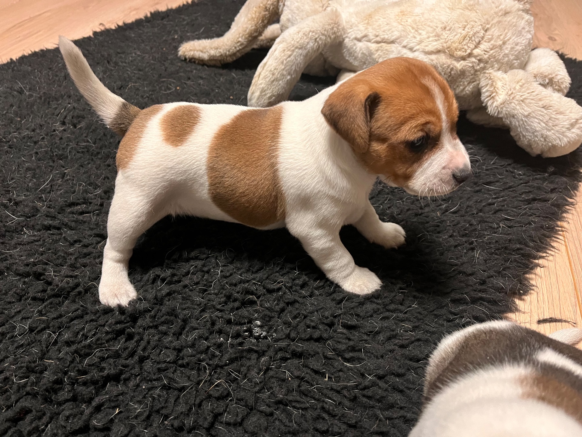 Real Princess ”Ronja” 4 viikkoa